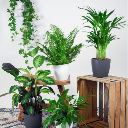 گیاهان آپارتمانی تصفیه کننده هوا
